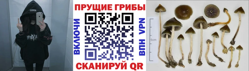Галлюциногенные грибы ЛСД  хочу наркоту  Почеп 